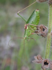 Barbitistes fischeri