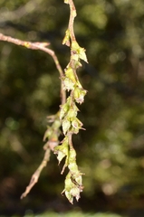 Carpinus