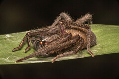 Heteropoda tetrica