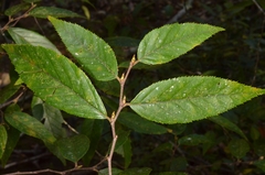 Carpinus