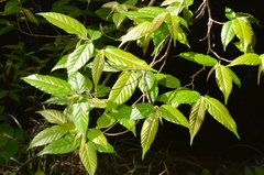 Carpinus