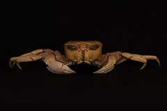 Ocypode ryderi