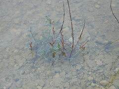 Haloragis eyreana