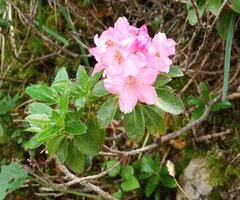 Rhododendron hirsutum