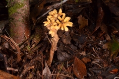 Dendrosphaera eberhardtii