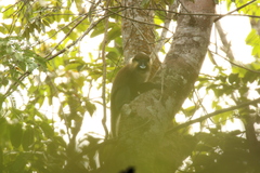 Cercopithecus cephus