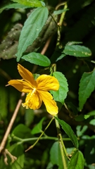 Pavonia sepium