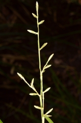Scleria