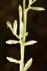 Scleria