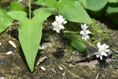 Persicaria biconvexa