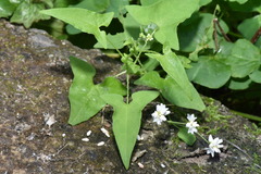 Persicaria biconvexa