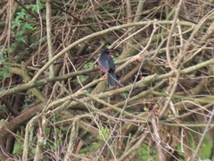 Laniarius erythrogaster