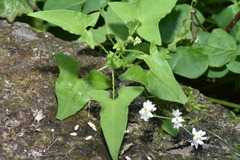 Persicaria biconvexa