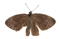 Brakefieldia perspicua