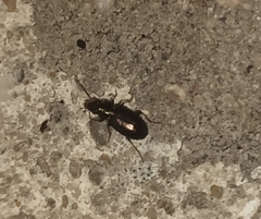 Carabidae