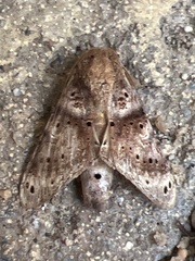Dyasia punctata