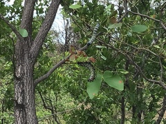 Gonimbrasia belina