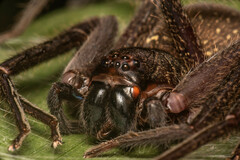Heteropoda tetrica