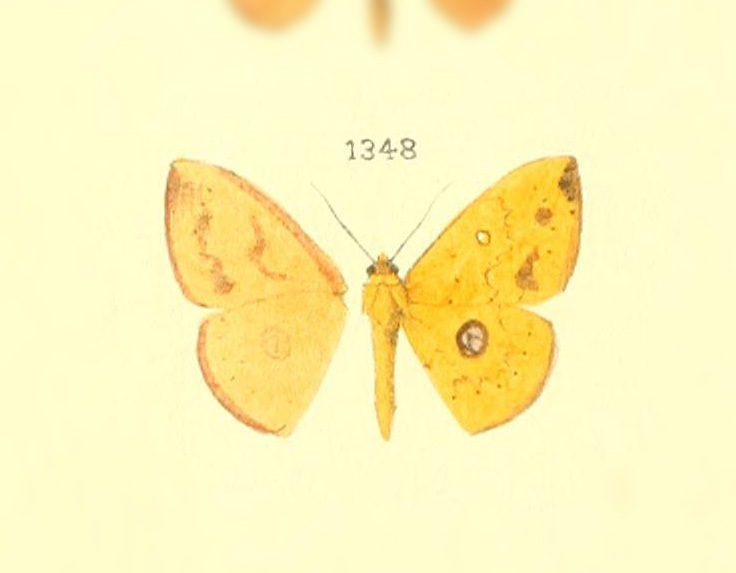 Semaeopus perpolitaria