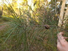 Hakea actites