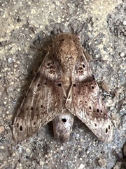 Dyasia punctata