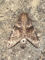 Dyasia punctata
