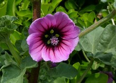 Malva arborea