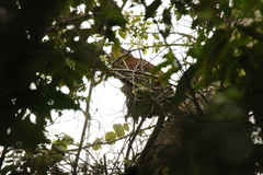 Cercopithecus cephus