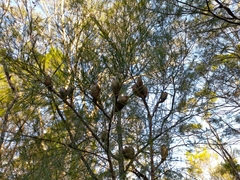 Hakea actites