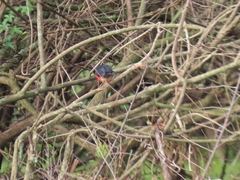 Laniarius erythrogaster