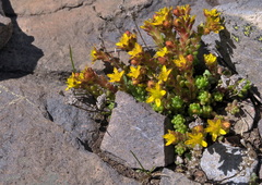 Sedum alpestre