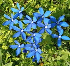 Gentiana bavarica bavarica
