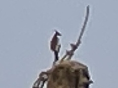 Pycnonotus aurigaster