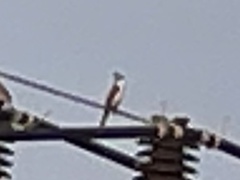 Pycnonotus aurigaster