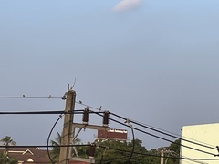 Pycnonotus aurigaster