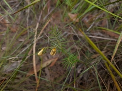 Gompholobium pinnatum