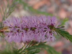 Melaleuca diosmatifolia