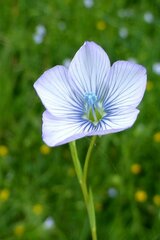 Linum bienne