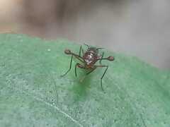 Cyrtodiopsis dalmanni