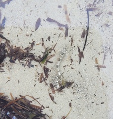 Lepidoblennius marmoratus