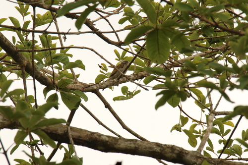 iNaturalist image
