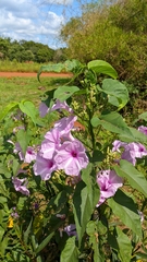Ipomoea carnea fistulosa