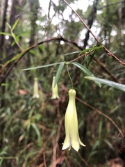 Billardiera macrantha