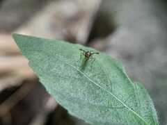 Cyrtodiopsis dalmanni