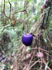 Billardiera macrantha