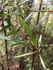 Billardiera macrantha