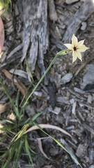 Sisyrinchium micranthum