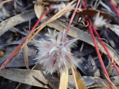 Ptilotus drummondii