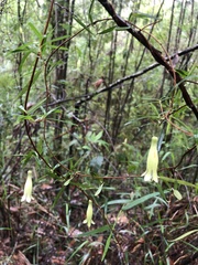 Billardiera macrantha