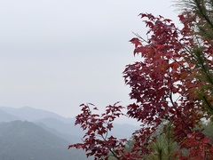 Liquidambar formosana